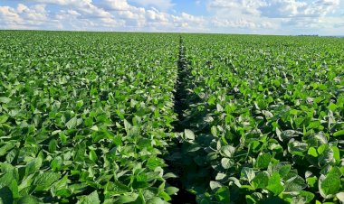 Sistema Faeg/Senar/Ifag, Sebrae e Aprosoja-GO realizam o Fórum Goiano Cenários do Agro na próxima segunda, 28