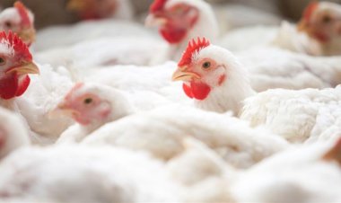 Preço do frango sobe em setembro e cenário segue favorável para outubro