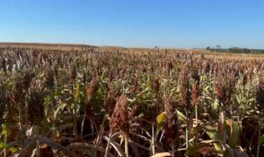 Sorgo do Tocantins ganha rota de exportação para China e África pela Ferrovia Norte-Sul