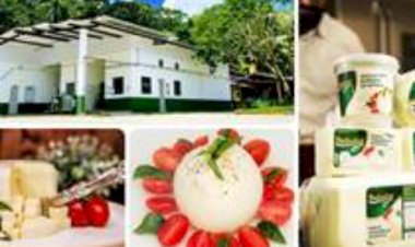 Do leite de búfala à burrata: conheça a trajetória da Bubalat em Minas Gerais