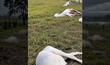 Raio mata 11 bovinos em MT e temporal provoca prejuízos em propriedades rurais