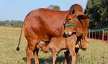 Sindi: a pequena zebuína que encontrou no Brasil um lugar para produzir leite no calor