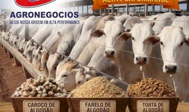 Entenda os fatores que podem impactar os preços da arroba nos próximos meses