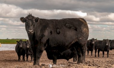 Carne Angus dá início à rota pelo Rio Grande do Sul