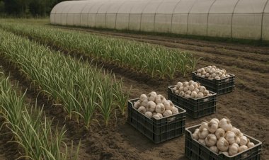 Seminário em Umuarama destaca avanço da produção de alho no Noroeste do Paraná