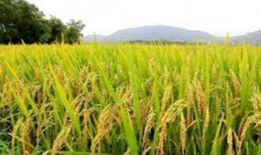 Preço do arroz cai e diferença entre padrões encolhe