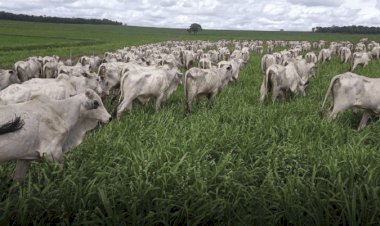 Cotações Agropecuárias