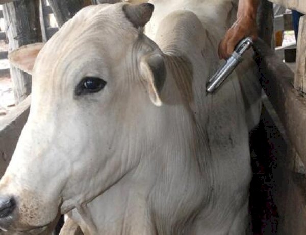 Atenção produtor! Prazo para vacinação contra brucelose terminará dia 31