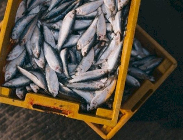 Salmonella é detectada em criações de peixes nativos do Centro-Oeste