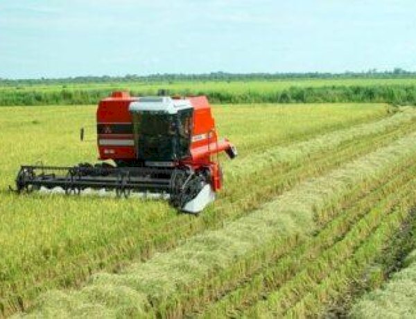 Lagoa da Confusão será palco de encontro estratégico para o fortalecimento da produção de arroz e grãos