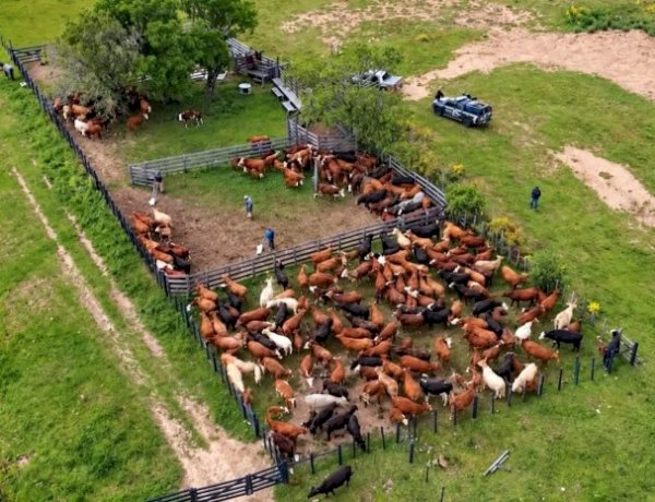 Pecuarista de 91 anos sofre golpe e tem mais de 2.300 cabeças de gado furtadas