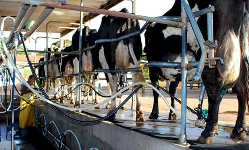 Setor de leite eleva produtividade e exclui pequenos ao mesmo tempo: quem são os 10 maiores do Brasil?