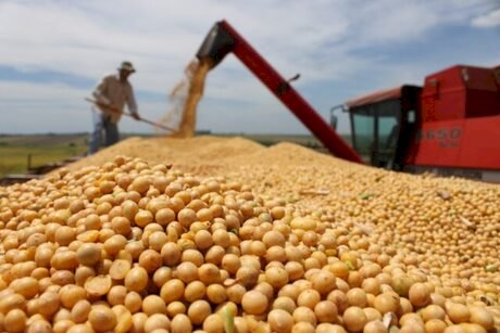 Cotações da soja no Brasil recuam
