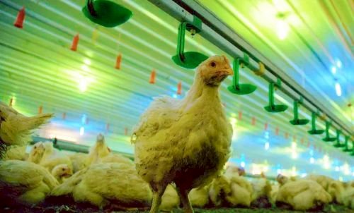 Em 2025, preço do frango abatido vem subvertendo a sazonalidade média dos últimos 20 anos