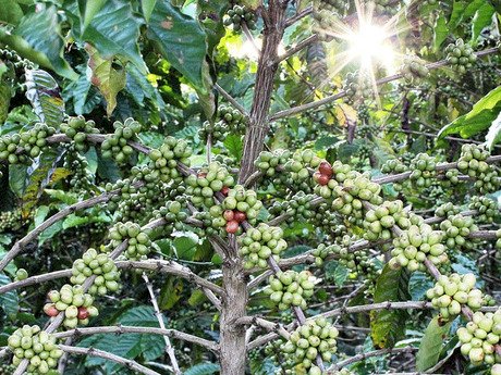 Com alta da produção, preço do café pode perder sustentação no mercado interno