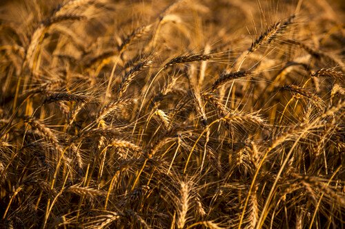 Preços do trigo sobem no mercado interno em abril