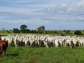 Cotações - Vaca gorda
