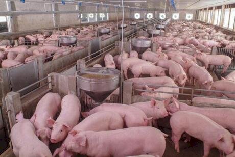Preços do suíno vivo e da carne seguem estáveis com equilíbrio entre oferta e demanda