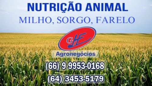 Confira o Giro Brasil no Agro Band desta quarta-feira (14)