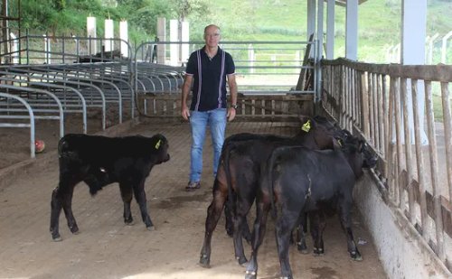 Embrapa celebra primeiros bezerros editados geneticamente na América Latina