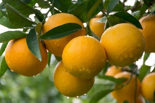 Custos mais altos e greening ameaçam safra recorde de laranja