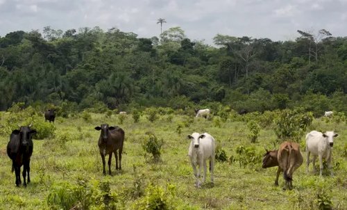 Frigoríficos reduzem a 4% compra de gado de áreas desmatadas na Amazônia