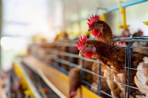 Governo de Minas toma medida preventiva emergencial sobre a gripe aviária