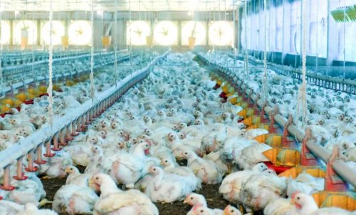 Índia, Namíbia e Albânia suspendem importação de aves do Brasil