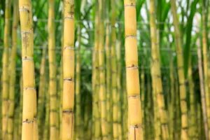 Soja perde espaço para cana-de-açúcar no Paraná