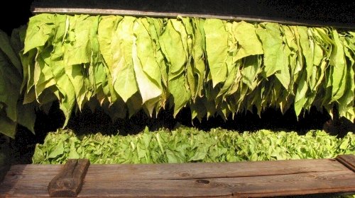 Chuvas favorecem início da safra de tabaco