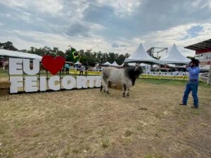 Raça Brahman terá desfile de animais e degustação de carne na Feicorte