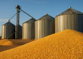 Safra de milho pressiona preços no Brasil