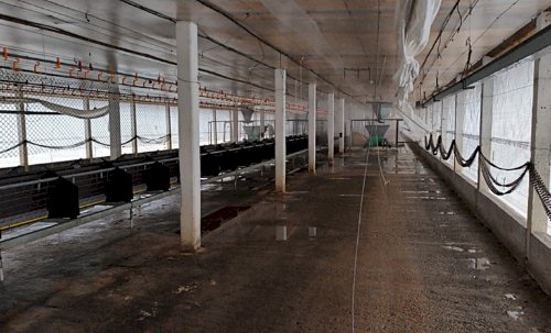 Brasil inicia vazio sanitário em Montenegro (RS) após contenção de foco de gripe aviária