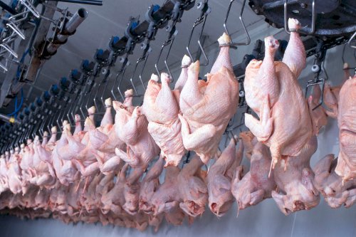 Desempenho do frango abatido na 21ª semana de 2025, quarta do mês de maio