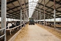 Como o Compost Barn está revolucionando a produção de leite no Ceará