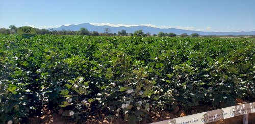 Tecnologia e capacitação impulsionam retomada da cotonicultura no norte de Minas