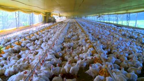 Redução nas exportações de carne de frango fica restrita, por ora, a apenas 5 Unidades Federativas