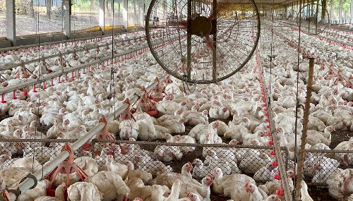Goiás confirma primeiro caso de gripe aviária em aves de subsistência