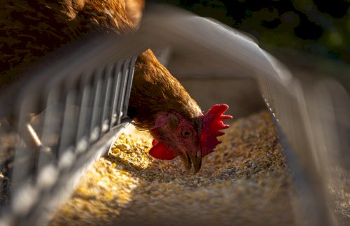 Agrodefesa investiga casos suspeitos de gripe aviária em dois municípios de Goiás