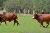 Rebanho Sindi da Embrapa recebe selo de pureza genética