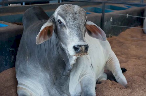 Pesagem intermediária do PNAT marca metade da prova na Fazenda Escola da Fazu