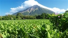 Produtores de tabaco iniciam preparo de safra