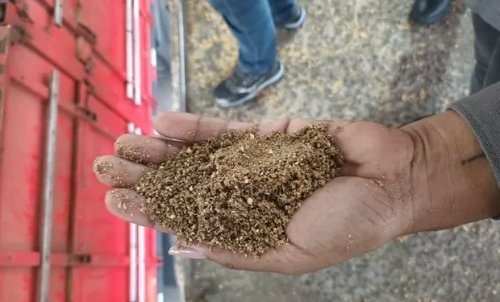 Soja com areia e mofo: operação apreende 39 toneladas adulteradas no Paraná