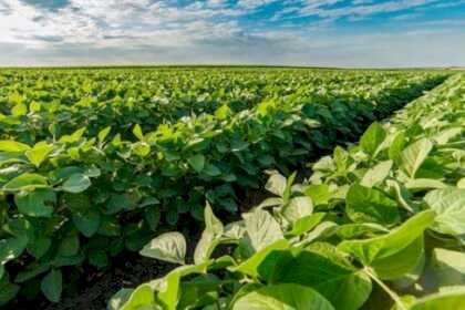 Crise financeira no campo: Aprosoja MT alerta para endividamento recorde e pede ações urgentes do governo