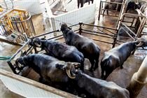 Búfalos do Marajó elevam produção de leite no Pará