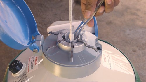 Fertilização in vitro impulsiona produção leiteira e sustentabilidade no Sul de Minas