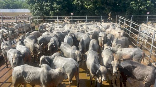 Circuito Nelore de Qualidade terá 38 mil animais e parceria com ABCZ