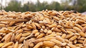 Interesse externo e indústria freiam queda no preço do arroz