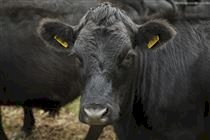 Bezerros geneticamente editados nascem no Brasil