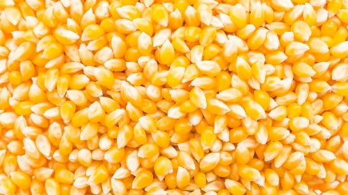 Datagro já prevê safra de milho recorde com 134 milhões de toneladas